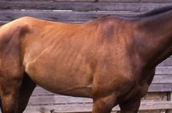 Does your horse lack condition??